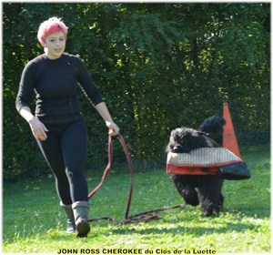 JOHN ROSS bouvier des Flandres du Clos de la Luette